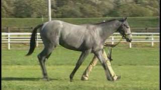 HBAオータムセール2008上場No.778(byスペシャルウィーク)