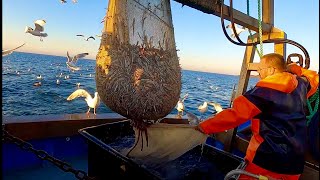 Commercial Sand Eel Trawling  Rays , Sole , Weever Fish , Uk Trawling a Sand Bank