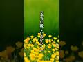【本当に優しいあなたへ】 #言葉 #心に響く言葉 #優しい人 #優しさ