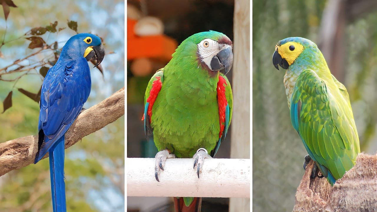 10 Espécies de Araras Mais DIFERENTES, BONITAS e CURIOSAS Que Existem no Mundo (Parte 2)