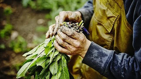 White House announces $16 billion bailout for American farmers