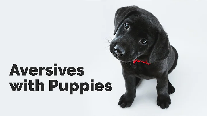 Aversive with Puppies with Michael Ellis