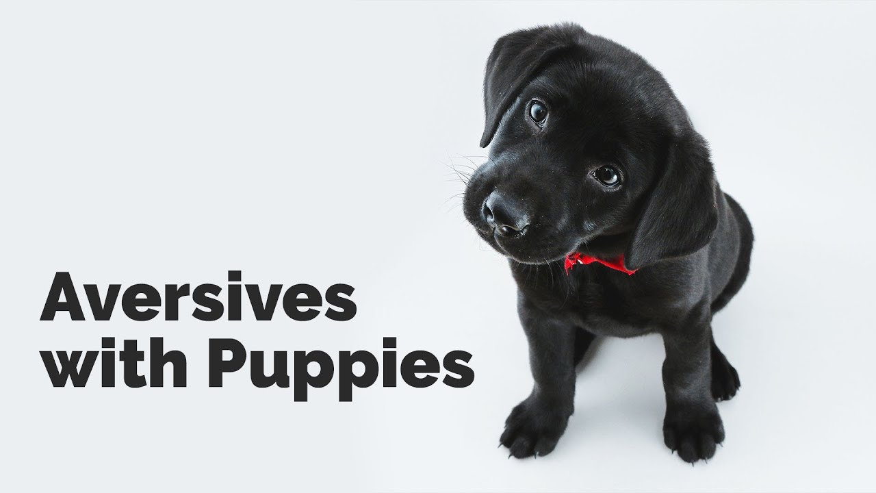 puppy paradise Aversive with Puppies with Michael Ellis
