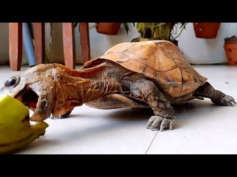 BÉ NUÔI ĐỘNG VẬT | BÉ BẮT ĐƯỢC RÙA | Ý NGHĨA TÂM LINH CỦA RÙA VÀNG