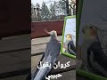 كروان بيقول حبيبي