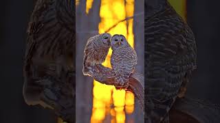 “Cute Pair of Barred Owls❤️ Nature’s Most Adorable Duo| Rare Owl Moment #Shorts#trending#nature#love