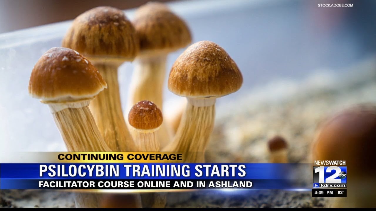 Mushroom therapy course starts in Ashland YouTube