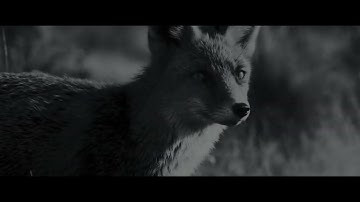 THE UNKNOWN SHAPE - DELTA (Official Video)