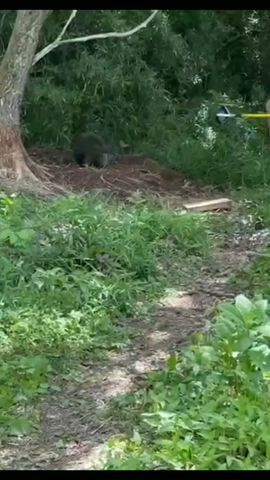 【鼻くくり成功するも!?】イノシシのいつものと違う動きに転倒する狩りボーイ【狩猟】 #イノシシ #Wild Boar #hunting