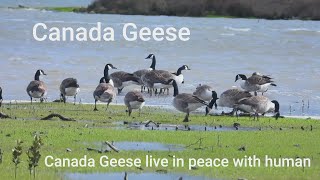 July Is Winter In Nz,  20 To 30 Canada Geese Forae By The Sea, And They Live In Peace With Human