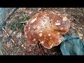 Гриби в карпатах 2017.Грибы в Карпатах 2017.Mushrooms in Carpathians 2017.