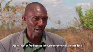 EABL work with sorghum farmers in Kenya