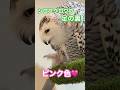 シロフクロウの足の裏はピンク色、皮膚が見える唯一の場所 20260507ライブ ハイライト#シロフクロウ #snowyowl #フクロウ #owl