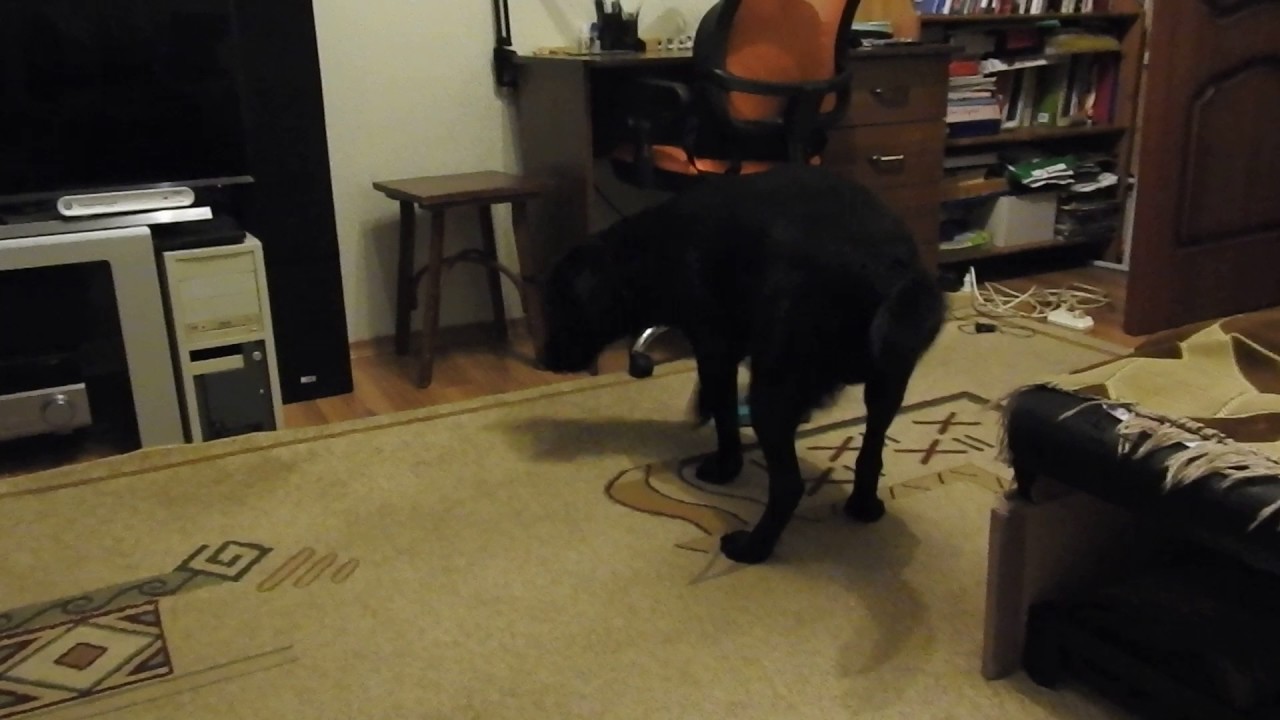 свет включи - YouTube