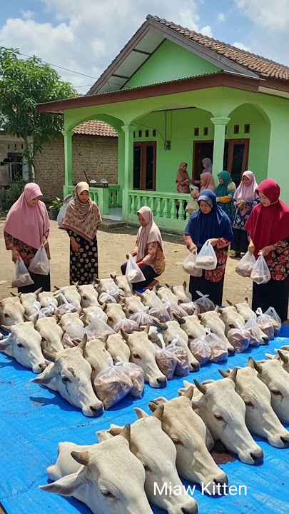 Ratusan Kepala Sapi Berjejer Rapi saat Idul Adha, MasyaAllah 🙏#iduladha2025 #takbiran #cow