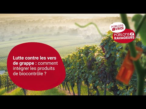 Lutte contre les vers de la grappe : comment intégrer les produits de biocontrôle ?