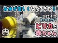 【旭山動物園】お水が楽しい！🐻‍❄️💦浅瀬でバシャバシャ＆ダッシュ！ピリカの赤ちゃん(4/25) [Asahiyama Zoo] Polar bear, Pirika and her baby.