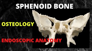 046. Sphenoid Bone anatomy #endoscopicsurgery #anatomy #anatomylectures #sphenoidsinus