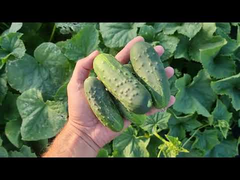 Video: Cucumber Pasalimo: variety description, photos, reviews