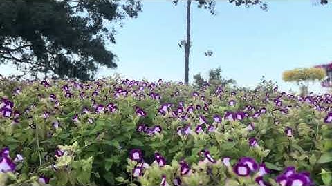 Flowers garden and relax! 💚 #nature #findyourpeace #meditationmusic @MindEntertainment-p3r 