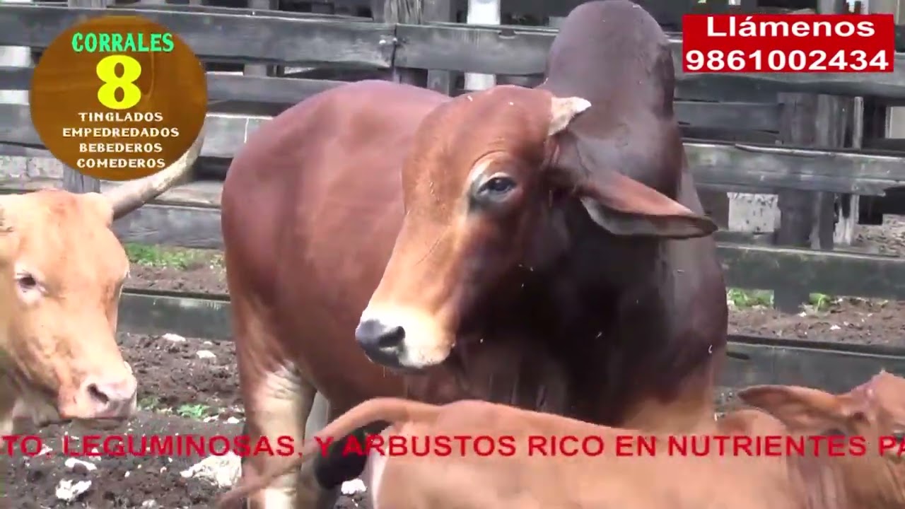 RANCHO GANADERO 453 HECTAREAS EN YUCATAN