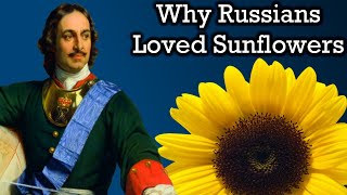 The Unbelievable History of Sunflowers