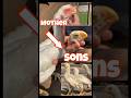 Parrot Beak Aseel тЩея ПЁЯШН Chick S Allpetloversaseel Himzokhan Parrot Beak Aseel тЩея ПЁЯШН Chick S Allpetloversaseel Himzokhan