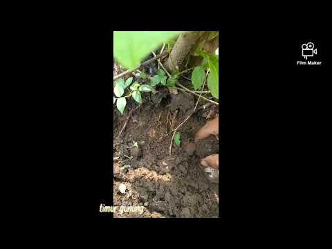 Video: Di mana saya dapat menemukan jamur mikoriza?