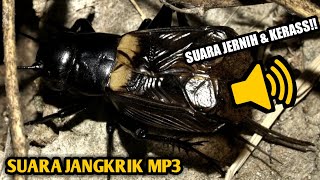 Download Lagu Suara Jangkrik || Pengusir tikus - Pengantar tidur MP3