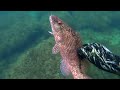 Тарханкут, подводная охота/Spearfishing in the Black Sea, Crimea