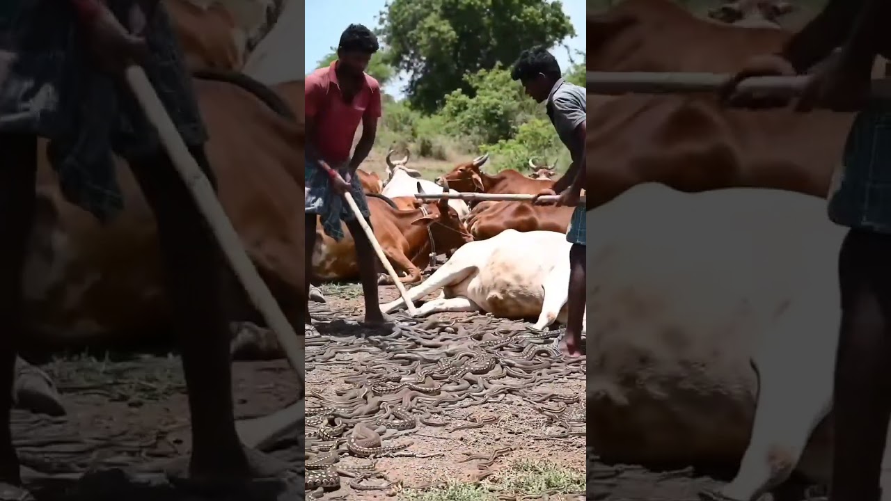 "Hundreds of Snakes Attack Village – Cows in Panic, Farmers Fight Back!"