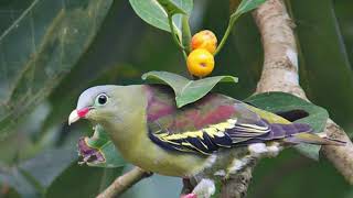 SUARA BURUNG PUNAI, untuk pikat berburu PUNAI di Hutan