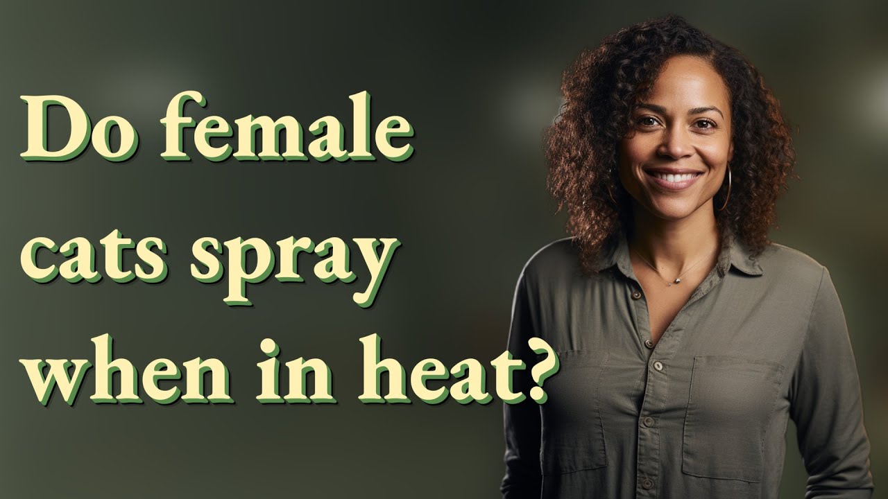 Do female cats spray when in heat?