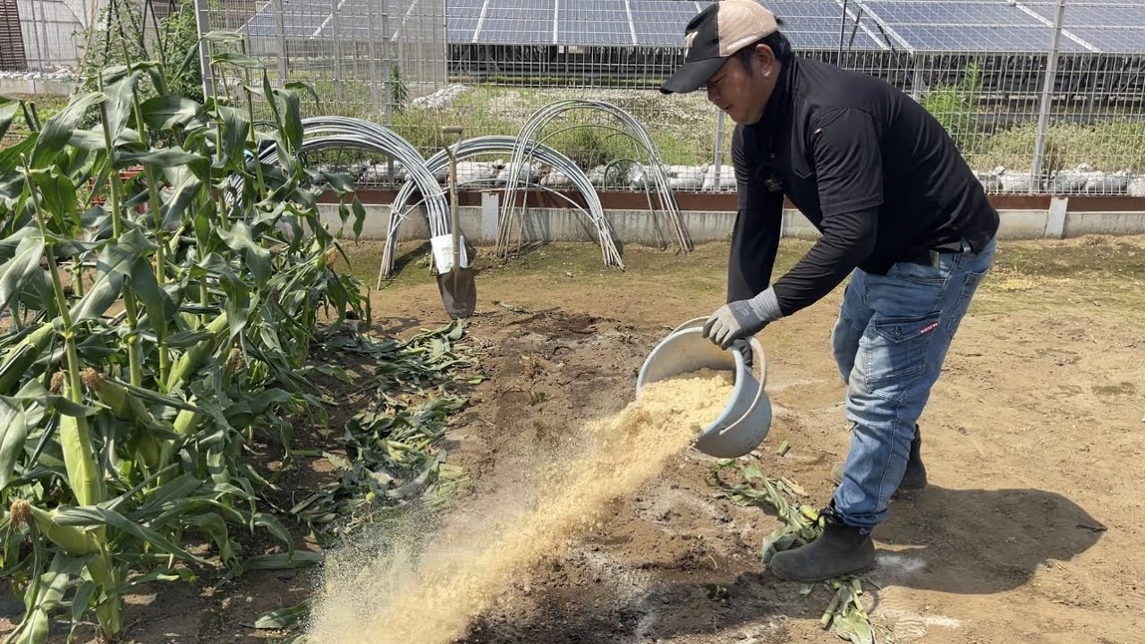 【とうもろこし残渣処理】コレやるだけで土壌改良も同時に出来る、残渣の活用術！23/6/19