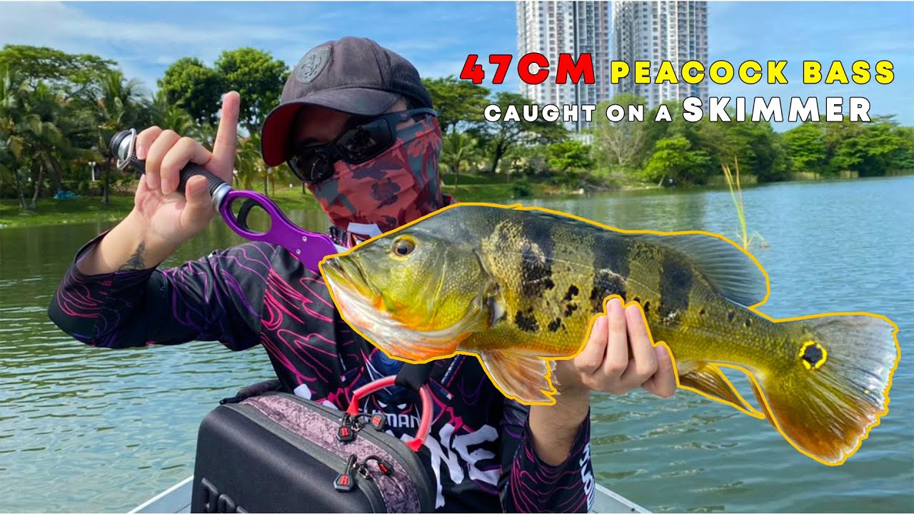 47cm Peacock Bass Caught on a Skimmer
