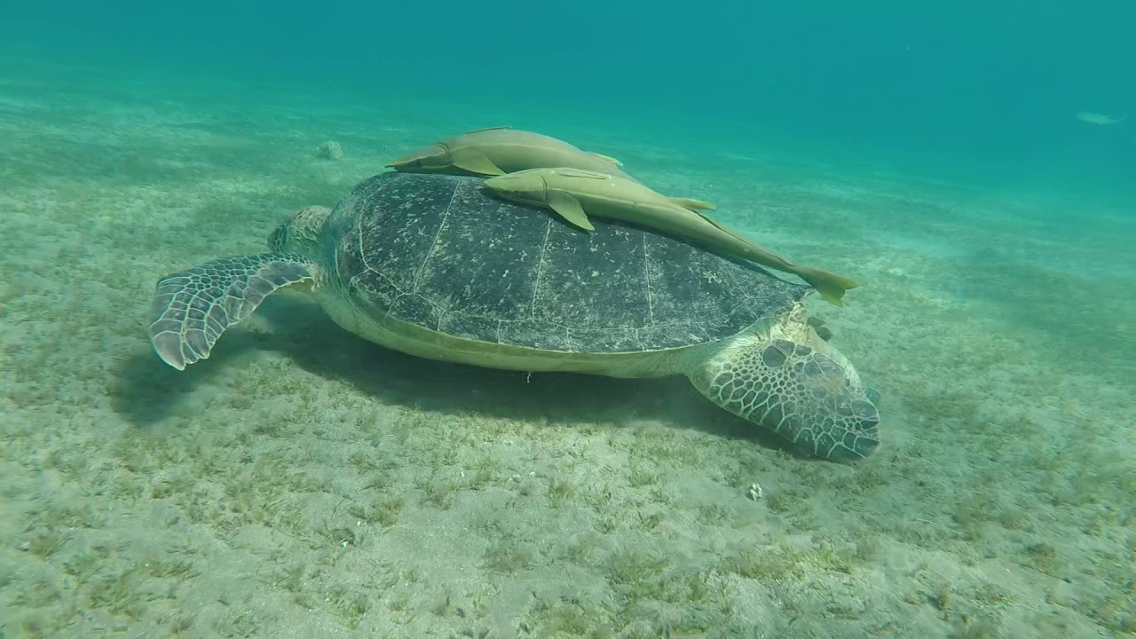 Swim with Turtles in Hurghada. Www.Diveukhurghada.co.uk
