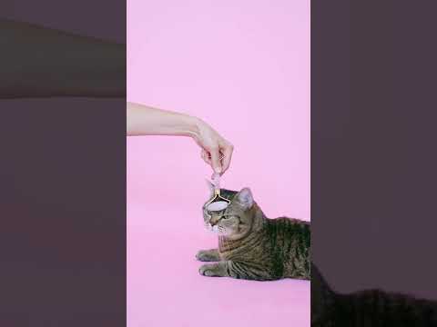 МАССАЖЕР ДЛЯ КОТА