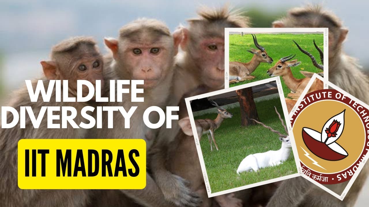 wildlife-diversity-of-iit-madras-green-campus-iitm-iit-madras
