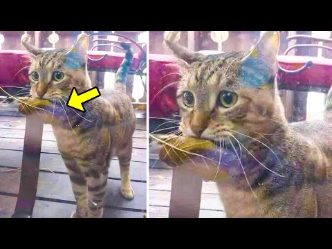Hungry Cat Went to a Store with a Leaf to Buy Fish, Then the Seller Did Something Unbelievable!