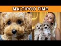 Cute Maltipoo Toy Poodle Puppies | Funny Compilation