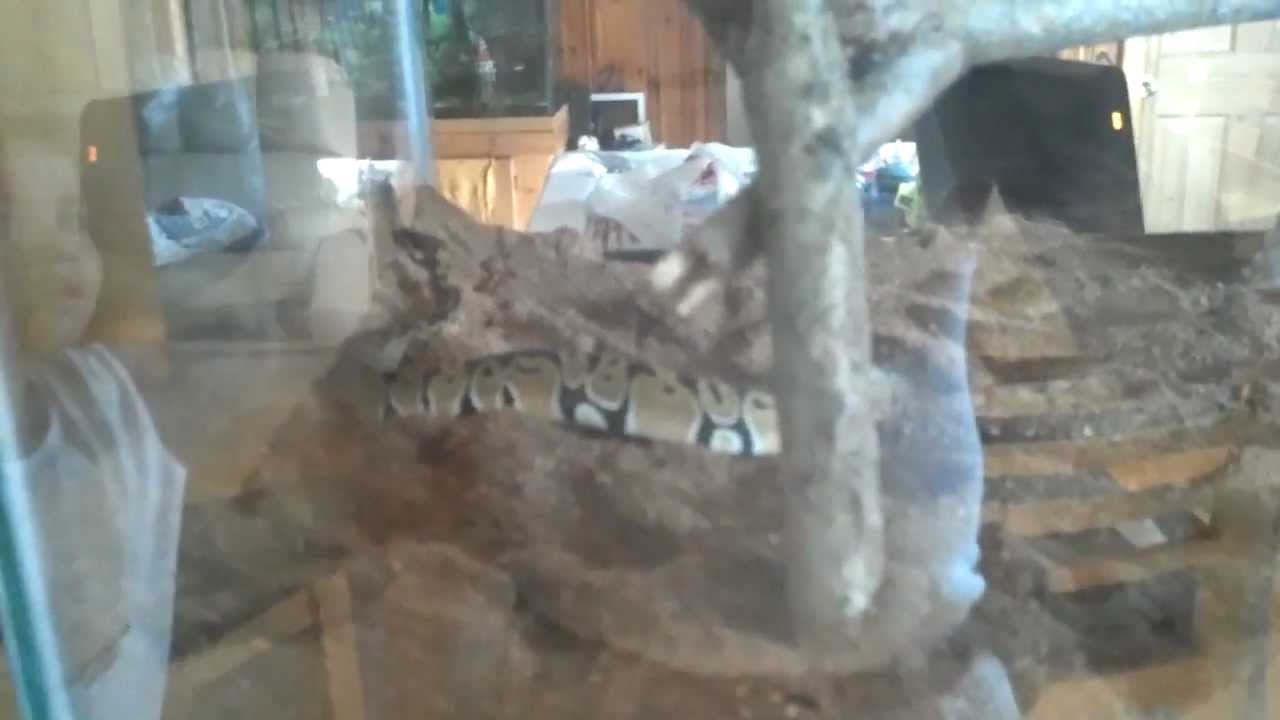 gramsciano Normal ball python jr