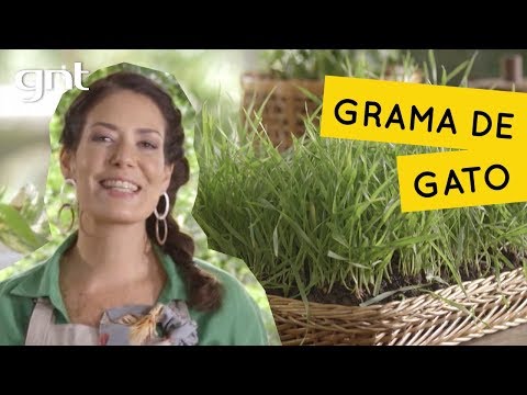 Vídeo: Como Cultivar Grama De Gato Em Casa