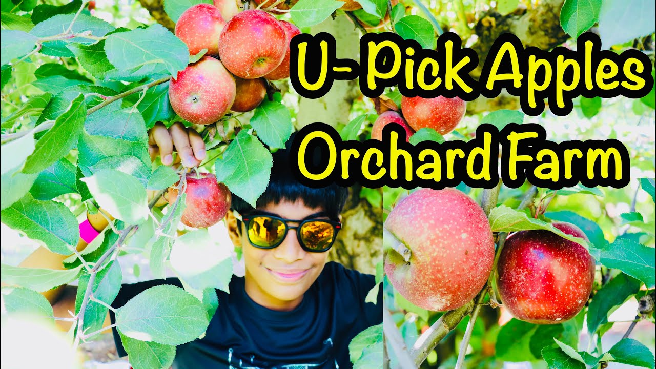 Apple Picking at BJ Reece Orchards Ellijay, USA 2021 Apple