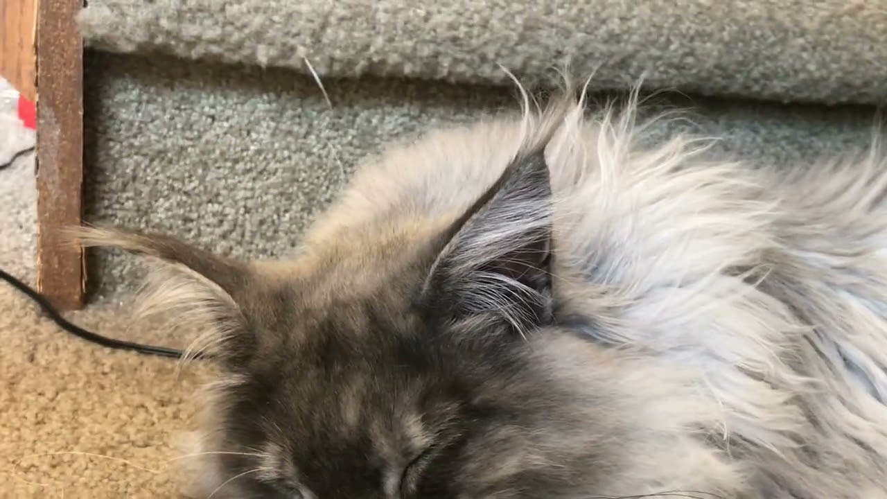 Maine Coon Ears Fluffy with Lynx Tips YouTube