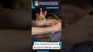 No Caps Just Party Hats