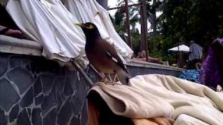 Koh Samui - Thailand - After Flooding