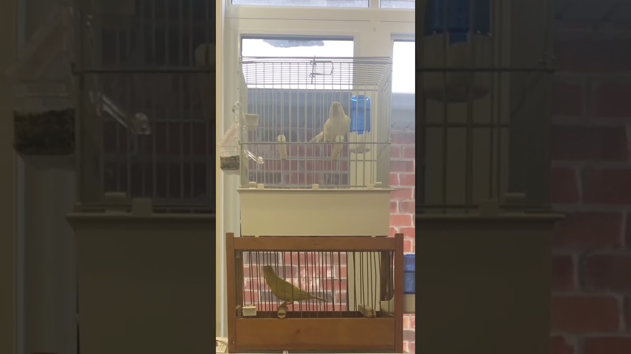 Harz German Roller Professors 2023