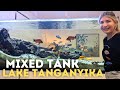 African cichlid aquarium stocking  lake tanganyika