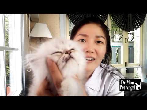 วีดีโอ: วิธีเลือกซื้อลูกแมวอังกฤษ