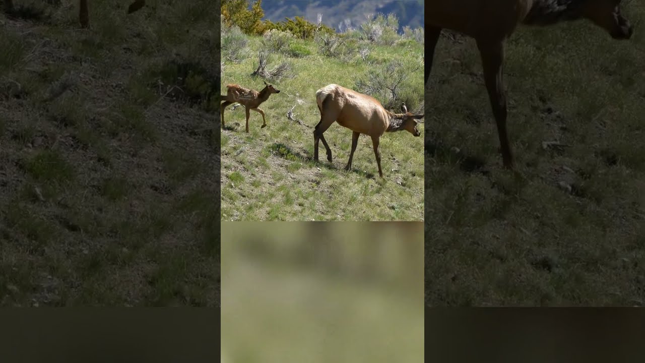 Majestic Elk Family Forages On Mountain Grassland